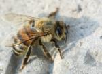 Apis mellifera mellifica